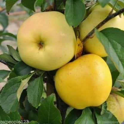 50pcs Ornamental Fruit Tree Accents with Apple Tree Seeds for Landscape