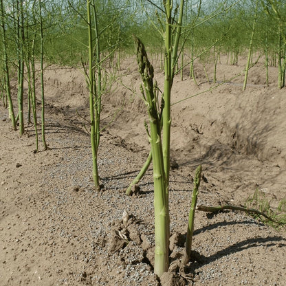 100pcs Asparagus seeds Heirloom,Convenient for Cultivation adapt calmly to regular ambient temperature changes