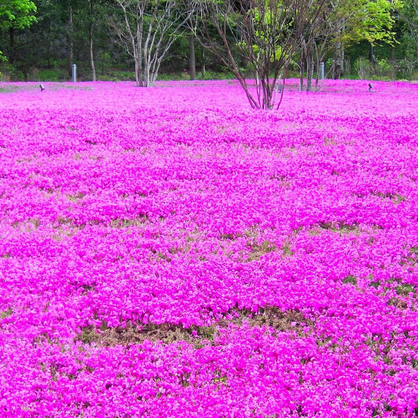500pcs Creeping Phlox Seeds Simple to Grow add soft textured ornamental charm to rocky slopes and garden landscape spaces