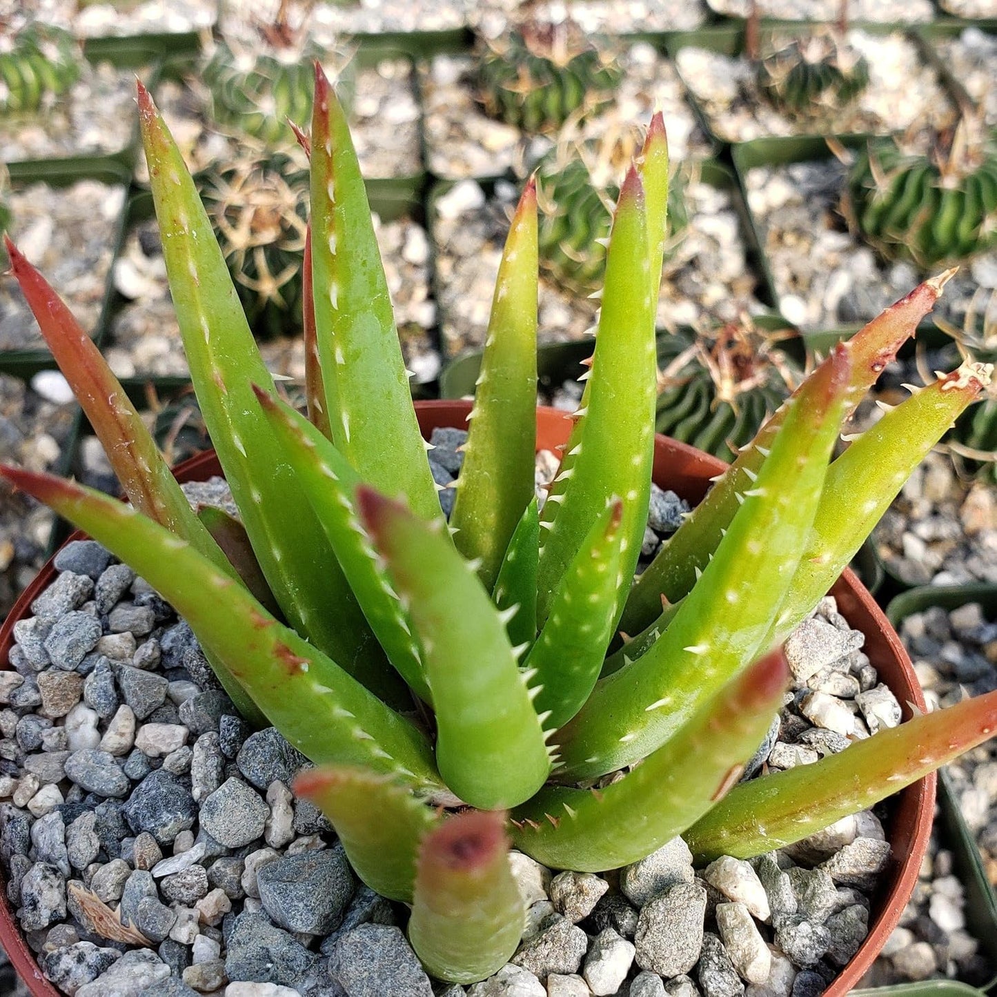200pcs Aloe Vera Seeds Simple to Grow add minimalist elegant ornamental charm to home, patio and garden decorative spaces