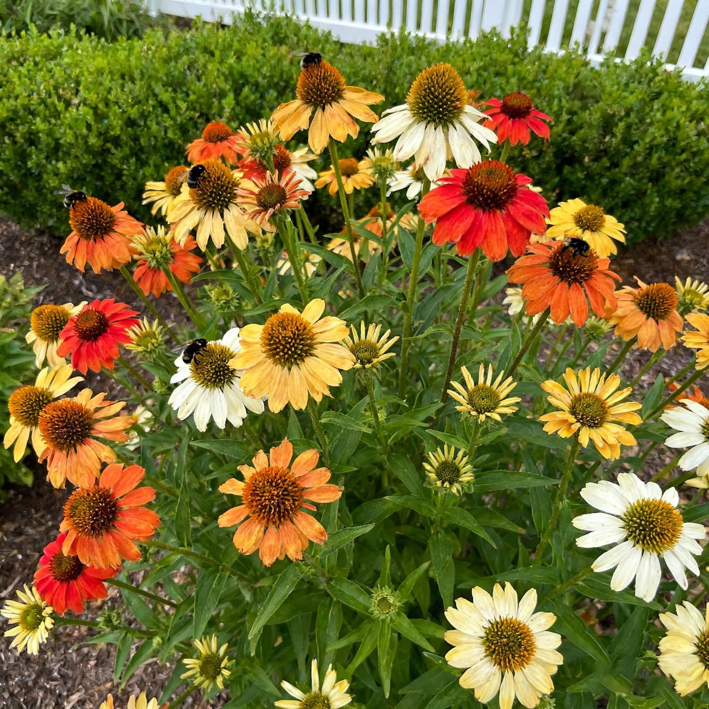 200pcs Coneflower Seeds, Attract Pollinators, Perennial ConeFlower Seed for Home Garden, Potted Decoration