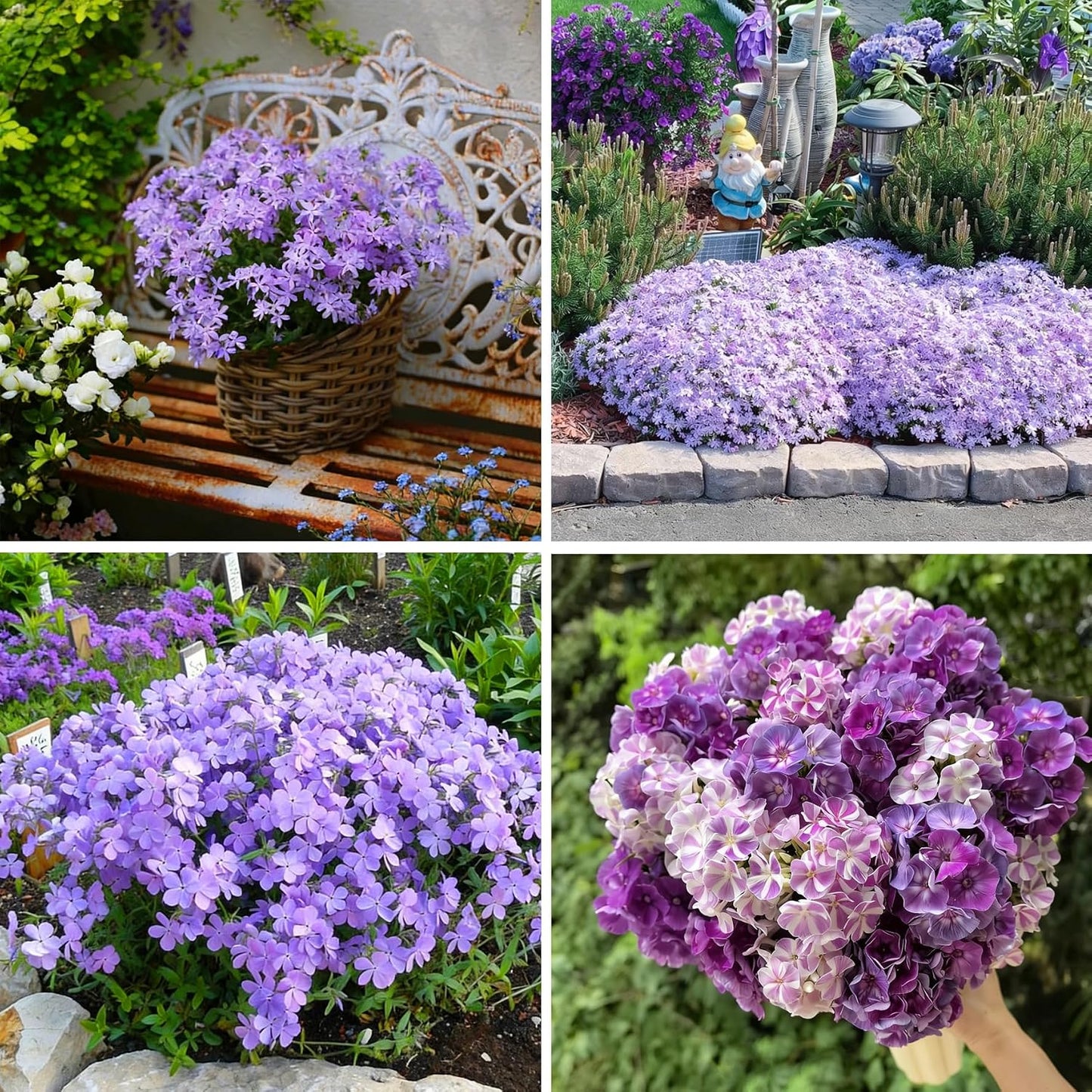 500pcs Creeping Phlox Seeds for Planting,  Non-GMO Heirloom Dwarf Ground Cover Beauty Flowers Plants for Home Garden Outdoors