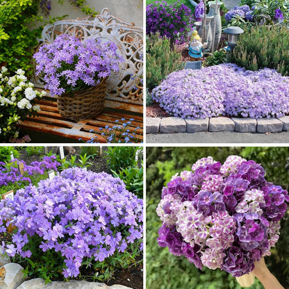 500pcs Creeping Phlox Seeds for Planting,  Non-GMO Heirloom Dwarf Ground Cover Beauty Flowers Plants for Home Garden Outdoors