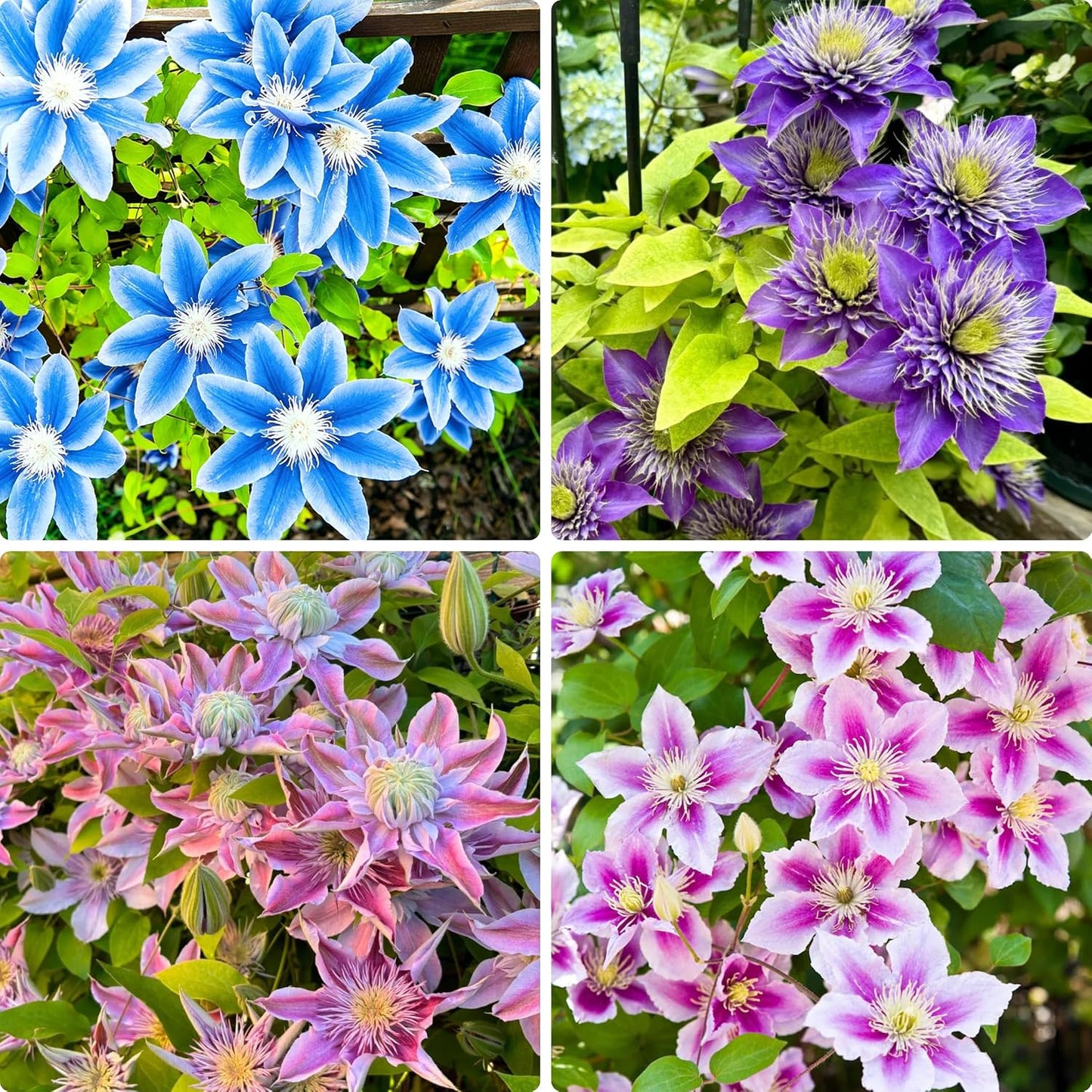 100 Mixed Clematis Seed, Bloom Climbing, Perennial Flower Plants, Non-GMO Heirloom Flower Seeds for Garden Home
