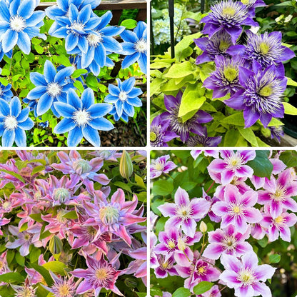 100 Mixed Clematis Seed, Bloom Climbing, Perennial Flower Plants, Non-GMO Heirloom Flower Seeds for Garden Home