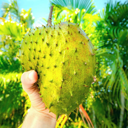 8Pcs Soursop Pawpaw Seeds Hardy Growing Suitable For All Skill Levels Offering Success To New And Experienced Growers