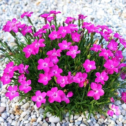 500 Perennial Dianthus Plumarius Sweetness Seeds – Fragrant, Long-Blooming Non-GMO Flower Seeds – Perfect for Colorful Garden Planting