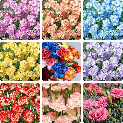 Mix Carnation 200 pcs Perennia Carnation Seeds Non-GMO Heirloom Open Pollinated Beauty Home Garden for Outdoors