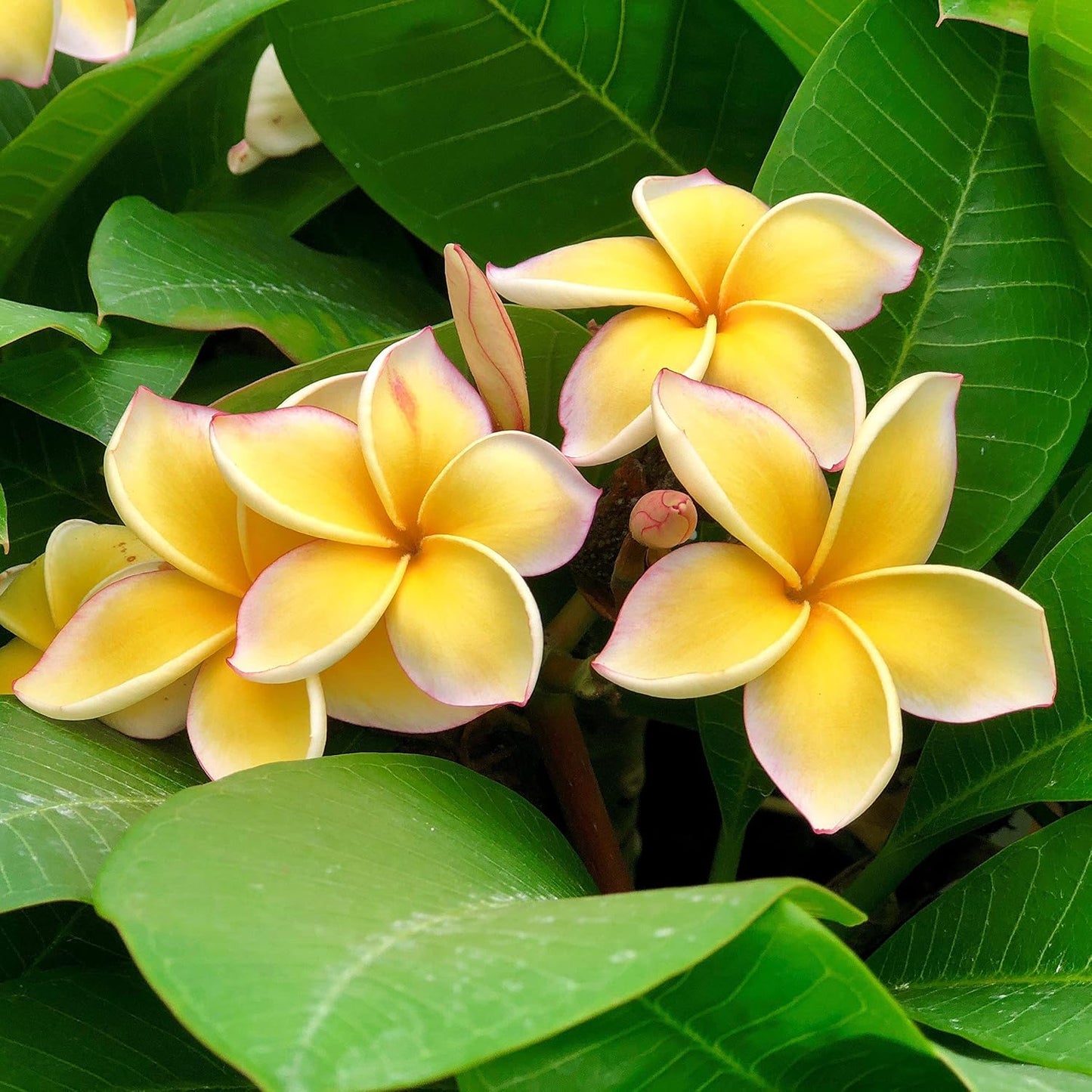 100pcs Yellow Plumeria Seeds Friendly for new gardeners grow into full balanced branching form with steady seasonal foliage and bloom renewal features