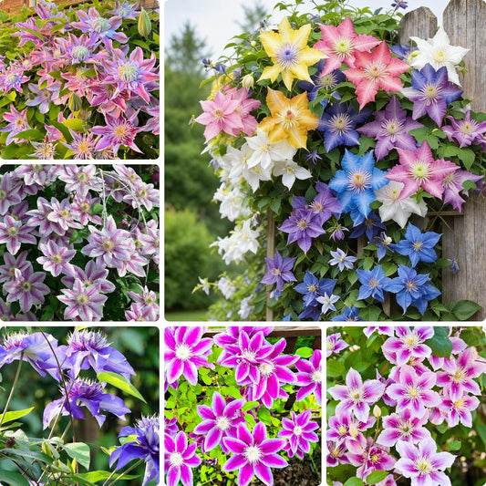100 Clematis Seeds for Planting, Climbing Clematis Vine Non-GMO Seed, Perennial Flower Seed for Outdoor Home Garden