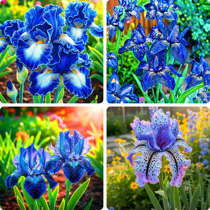 100pcs Iris Seeds for Planting, Perennial Midnight Iris Flower Seeds, Non-GMO Heirloom Beauty Blooming Hummingbirds Open Pollinated Flowers for Home Garden Outdoors