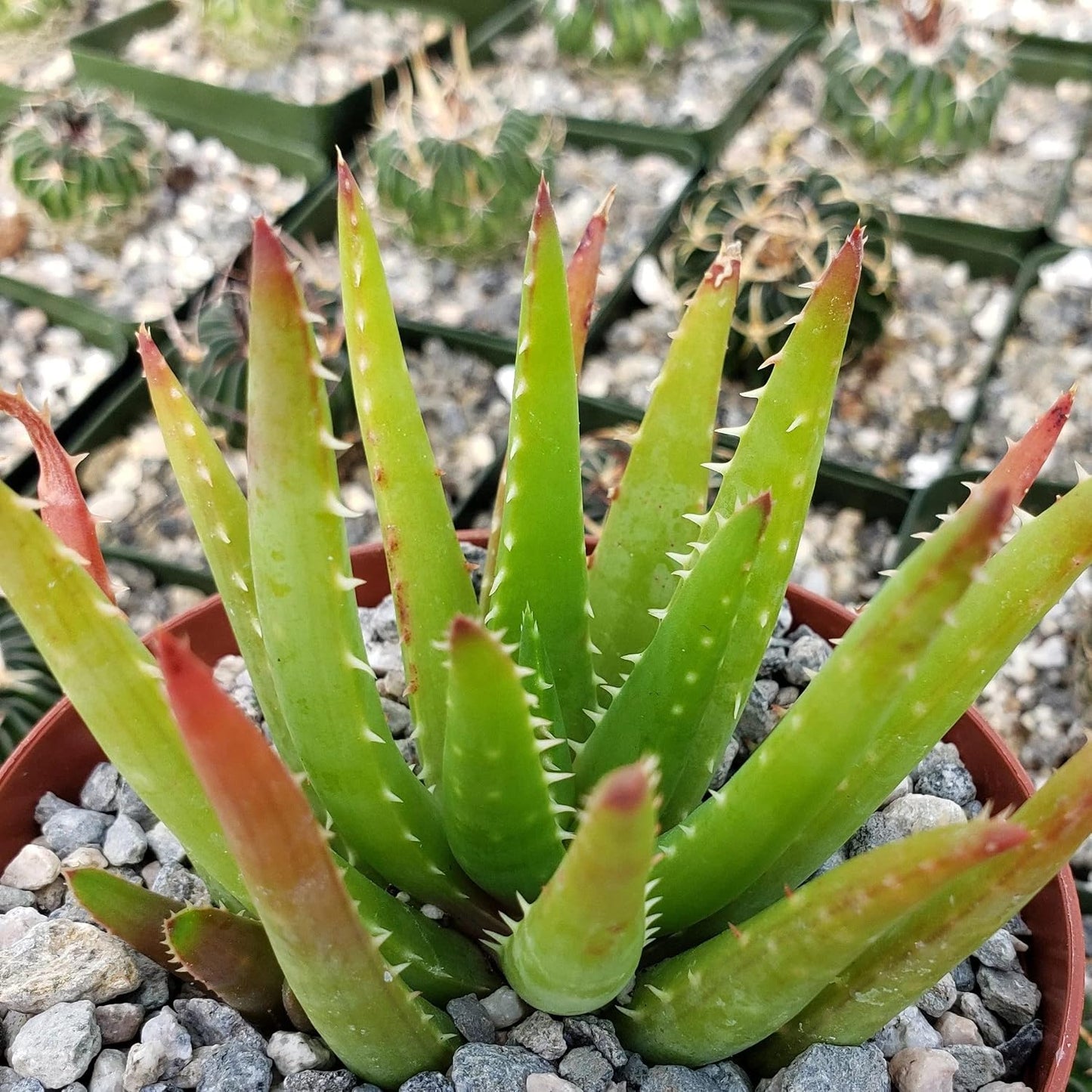 200pcs Aloe Vera Seeds Simple to Grow add minimalist elegant ornamental charm to home, patio and garden decorative spaces