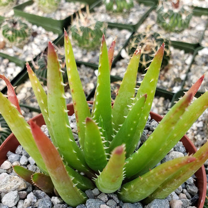 200pcs Aloe Vera Seeds Simple to Grow add minimalist elegant ornamental charm to home, patio and garden decorative spaces