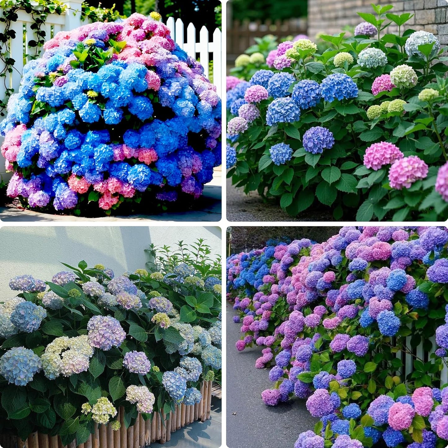 50Pcs Hydrangea Seeds Fast Growing Ideal For Turning Simple Yards Into Lush Elegant Gardens