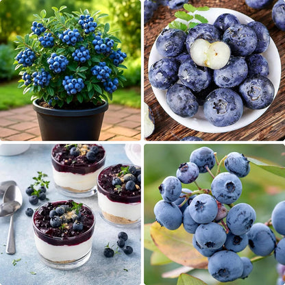 487Pcs Blueberry Seeds for Planting, Non-GMO Blueberry Seed, Fruit Tree Seeds, Heirloom Berry Seed for Gardens and Containers