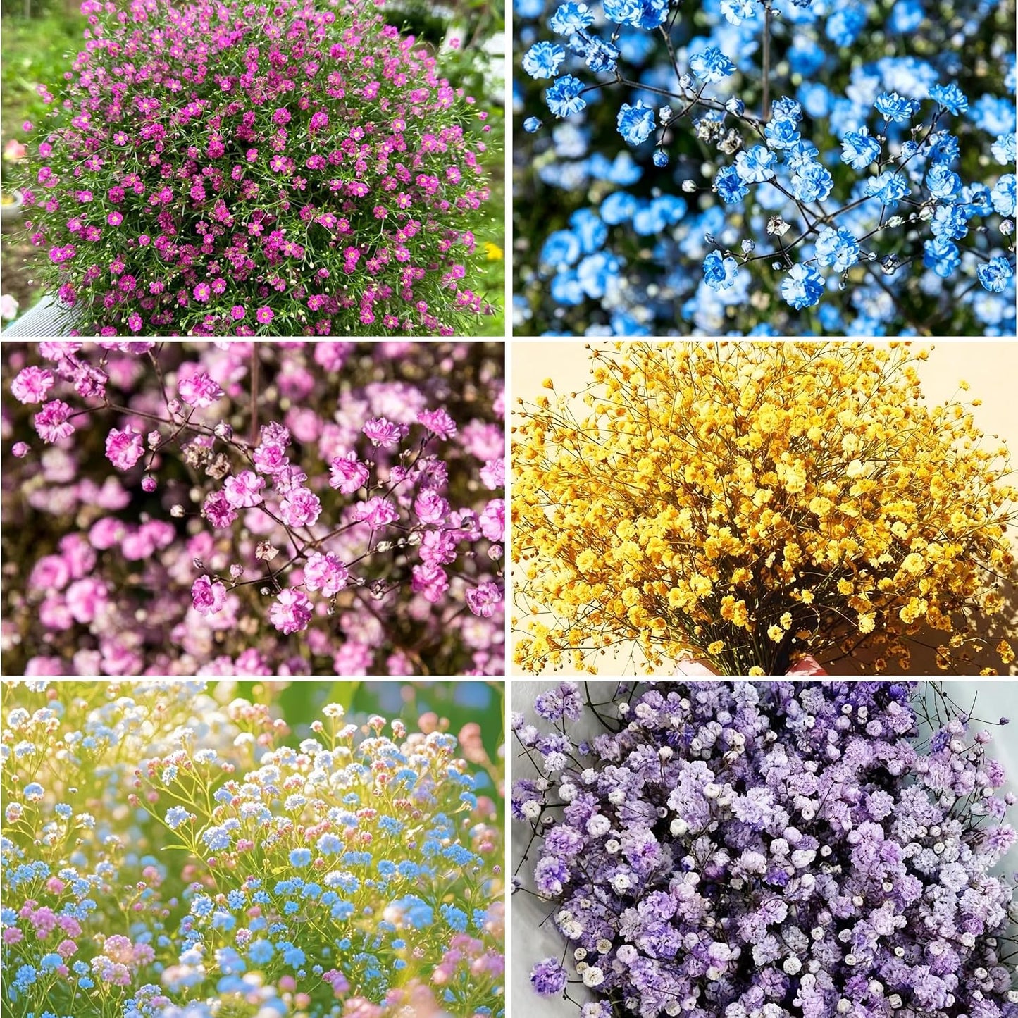100 Mixed Annual Gypsophila Flower Seed, Non-GMO Baby's Breath Seed for Garden Outdoor