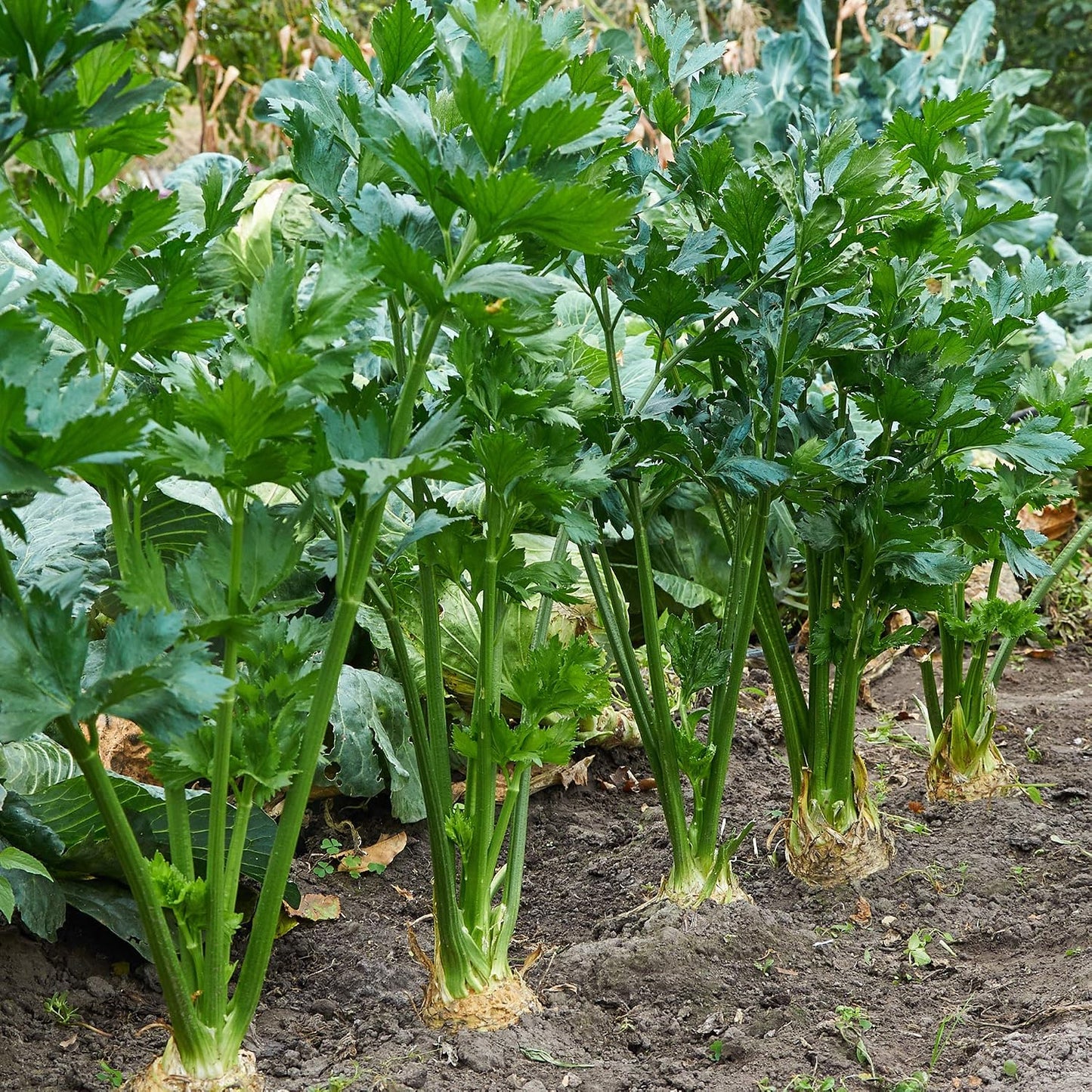 500 Celery Seeds Non-GMO - Heirloom - Open Pollinated - Annual - Apium graveolens - Farm & Garden Vegetable Seeds