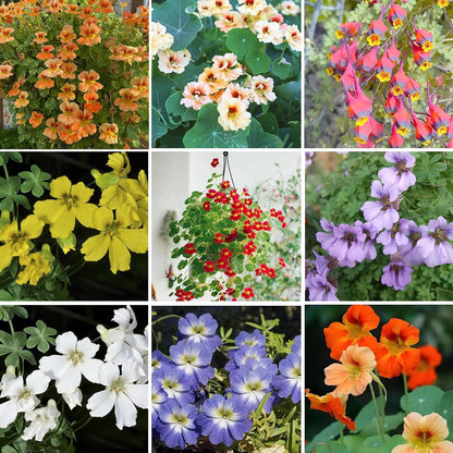 30pcs Nasturtium Seeds Simple to Grow add soft cascading ornamental charm to plain yard and garden landscapes
