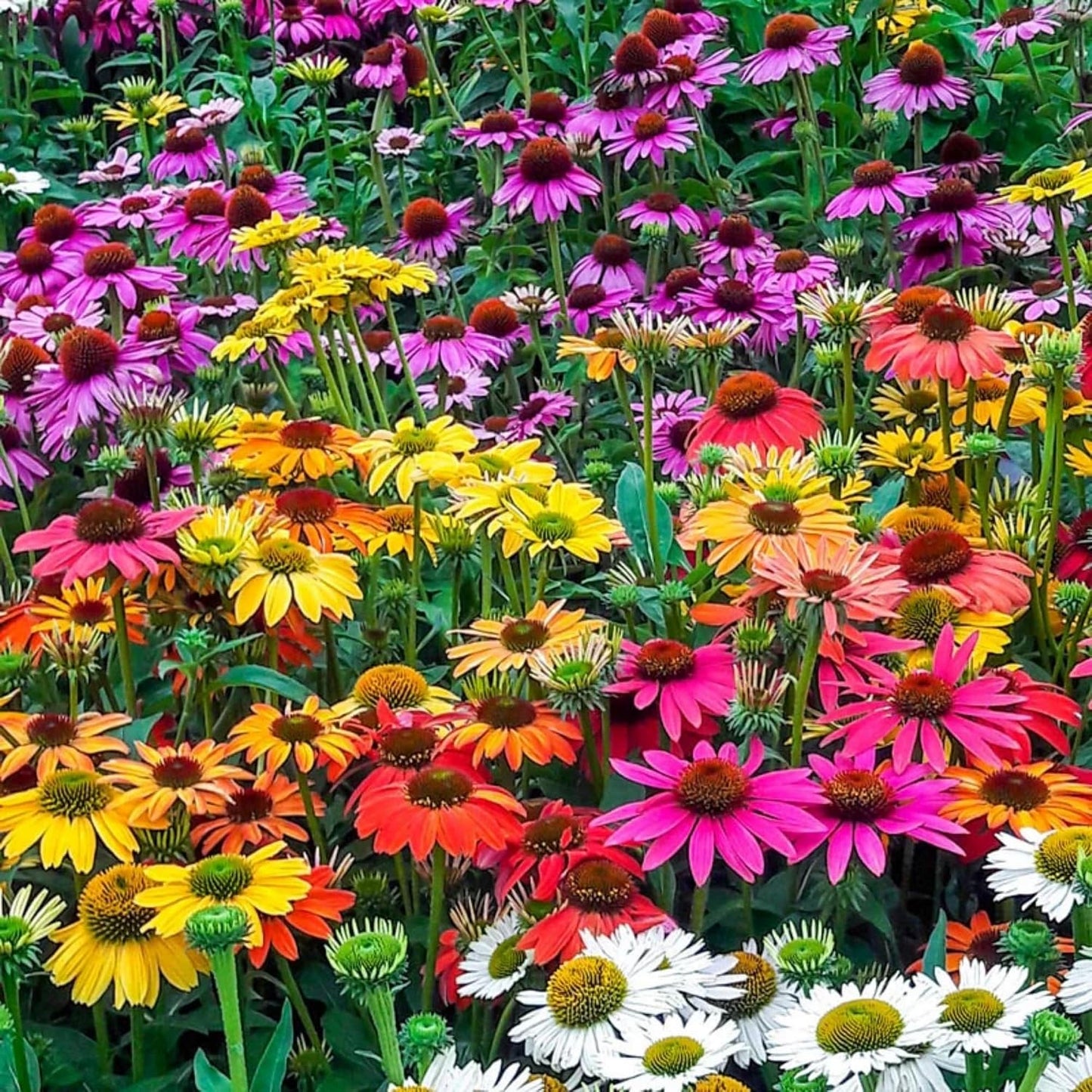 198Pcs Coneflower Seeds add prominent vertical layering to flat open yard landscapes