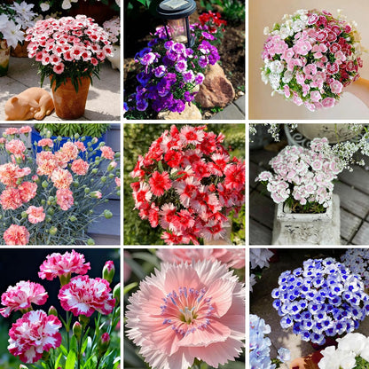 500 Dianthus Seeds for Planting,  Perennial  Flower Seeds Non-GMO Heirloom Rare Plants, Open Pollinated Beauty Home Garden for Outdoors