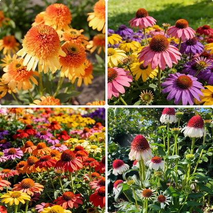 200Pcs Mix Coneflower Seeds, Perennial Cone Flower Seed for Home Garden, Potted Decoration