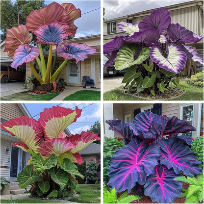 99Pcs Mix Elephant Ear Seeds great for low effort long term landscape planting and garden foliage greening