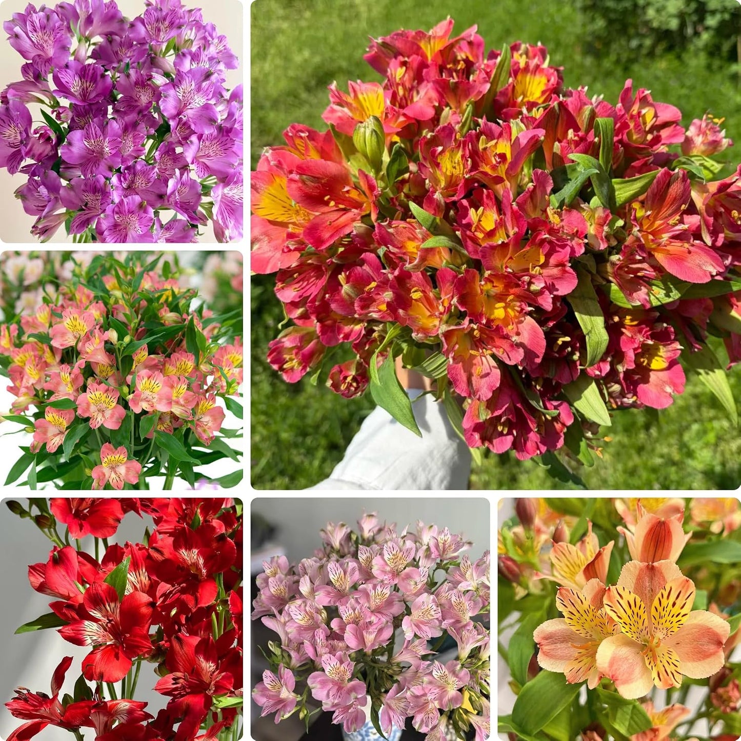 100pcs Lily Seeds for Planting, Mixed Perennial  Flowers Seeds, Non-GMO Heirloom Alstroemeria Seed for Home Garden Outdoor