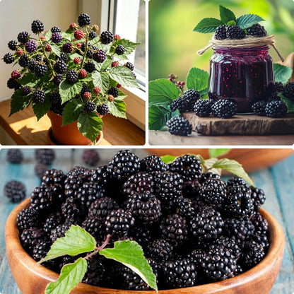 200Pcs Blackberry Seeds Simple Beauty For Clean Garden Spaces Simple To Cultivate