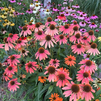 200pcs Pink Coneflower Seeds – Non-GMO Heirloom Echinacea for Pollinator-Friendly Perennial Gardens