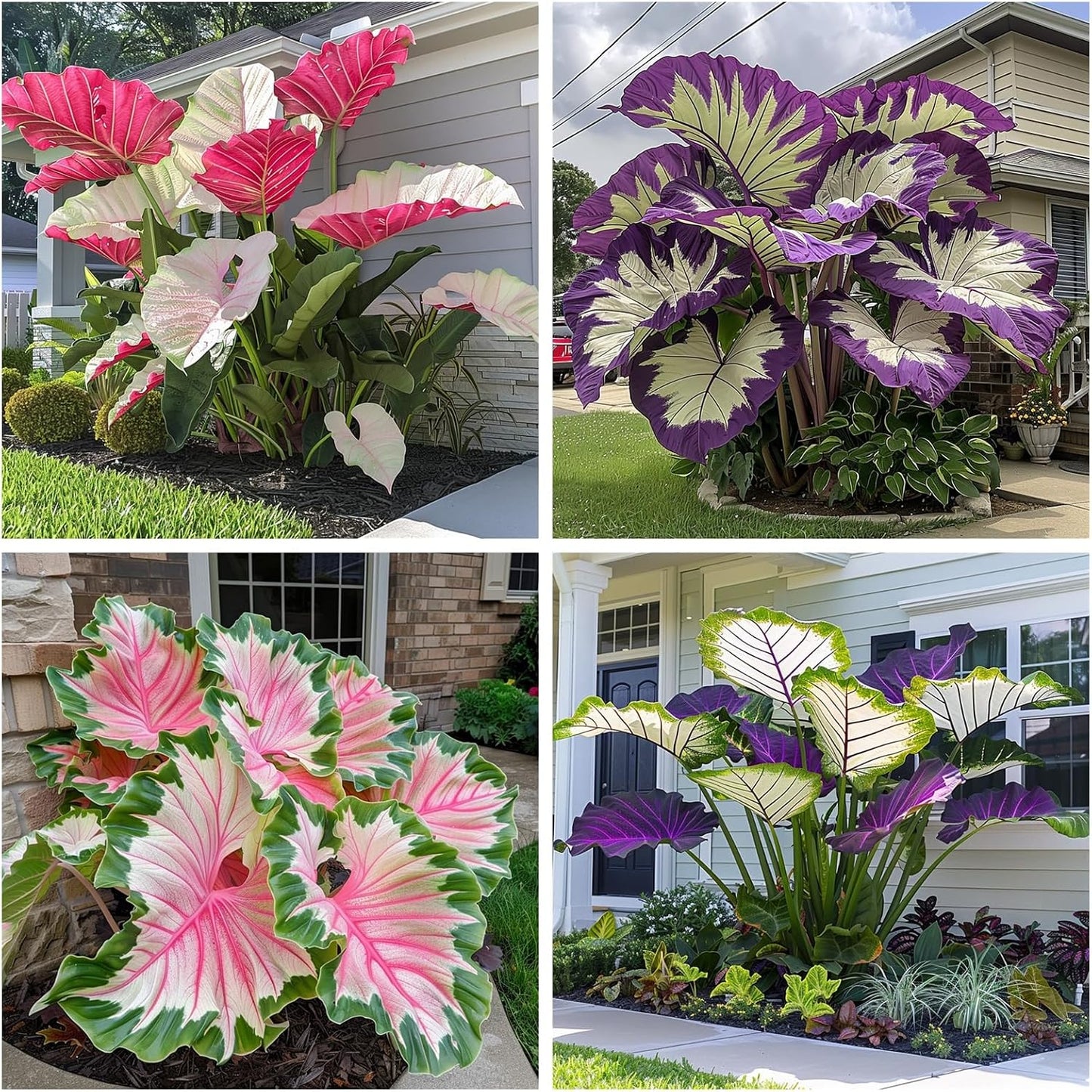 99Pcs Mix Elephant Ear Seeds great for low effort long term landscape planting and garden foliage greening