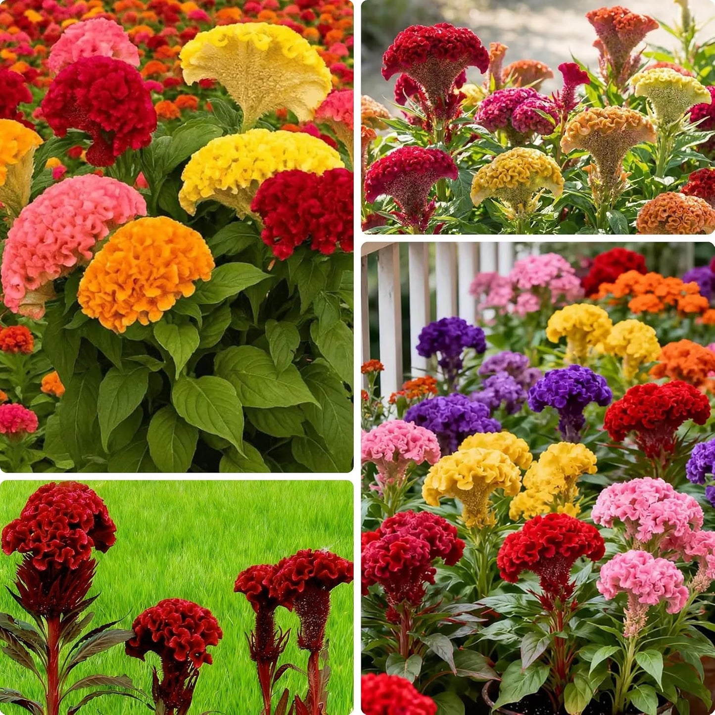 98Pcs Celosia Seeds simple to grow in decorative planters, elevated beds and open garden display nooks