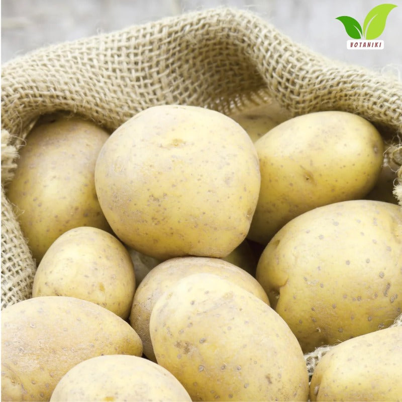 200pcs Potato Seeds Friendly for new gardeners grow into full bushy foliage clusters with steady seasonal development