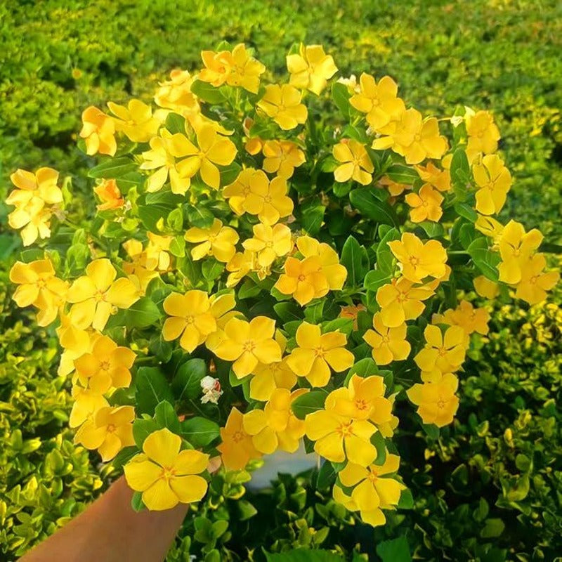 100 Madagascar Periwinkle Seeds Non GMO Perennial Garden Flower Seed Pack