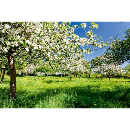 50pcs Beautiful Ornamental Fruit Trees Vigorous Apple Tree Seeds for Planting