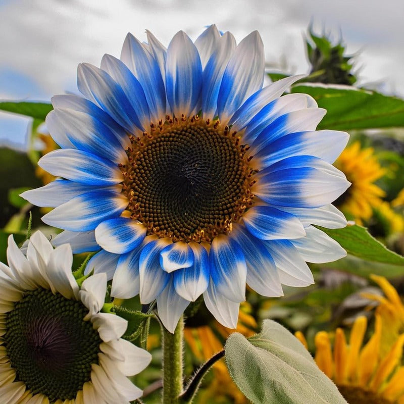 100pcs Sunflower Seeds for Planting Dwarf & Giant Helianthus