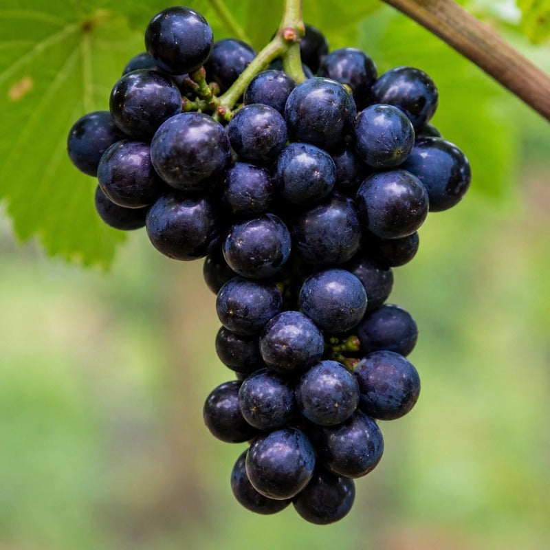 50pcs Grape Seeds Easy To Grow Works Well In Temperate Climate Gardens With Warm Summers And Mild Winter Conditions