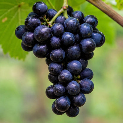 50pcs Grape Seeds Easy To Grow Works Well In Temperate Climate Gardens With Warm Summers And Mild Winter Conditions