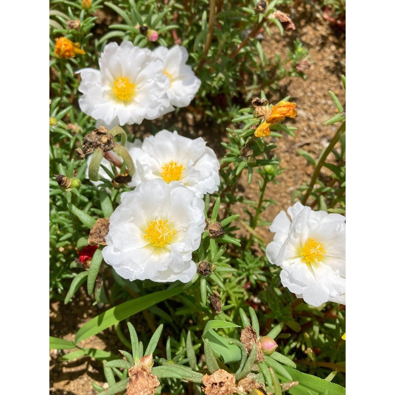 1000pcs Moss Rose Seeds Perfect for home planting form continuous blooming mats for open ground decorative use