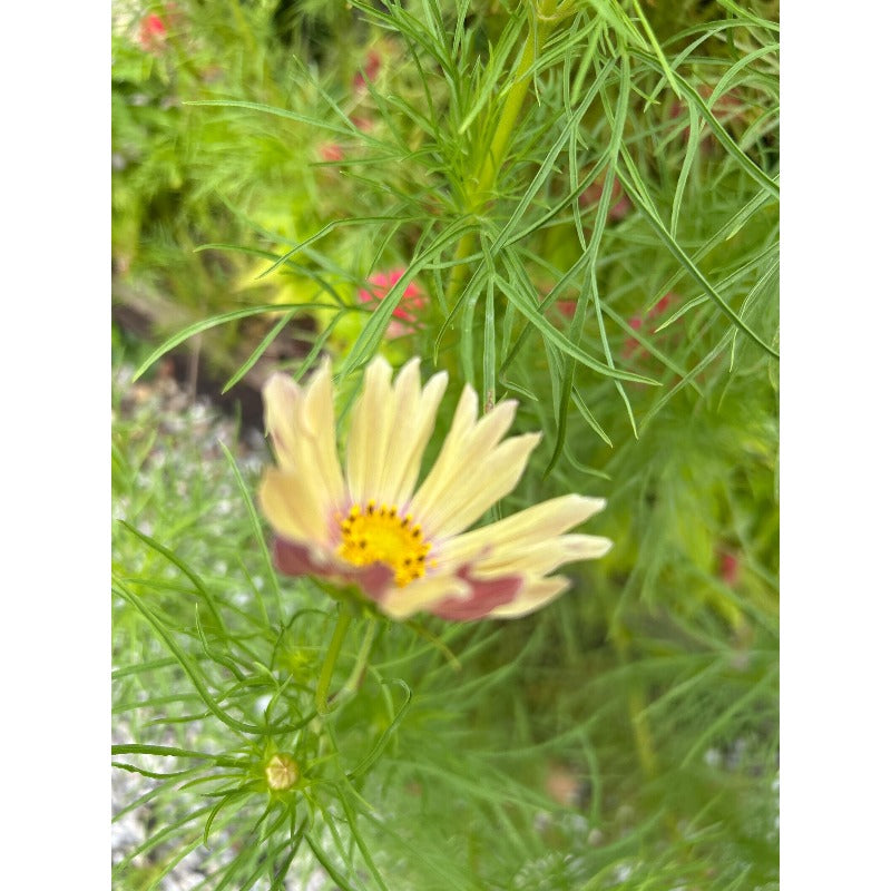 87Pcs For Open Airy Garden Designs Cosmos Seeds Easy To Grow Prevents Heavy Crowded Looks While Adding Full Floral Beauty