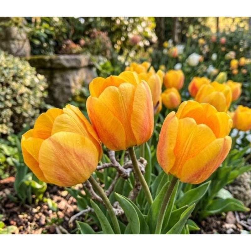 200pcs Yellow Orange Tulip seeds Vibrant Sunny Bloom
