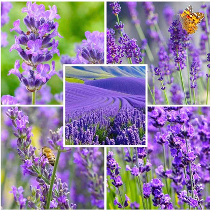 1000Pcs Lavender Seeds - Perennial Herb, Non-GMO Heirloom Seeds for Planting, Fragrant Purple Flowers for Garden