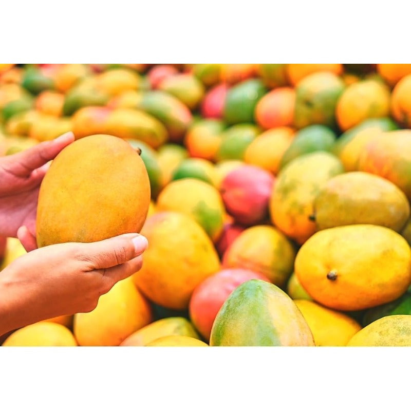 1Pcs Mango Seeds Easy to Maintain ideal for long term fixed planting in courtyard landmark spaces and large garden areas