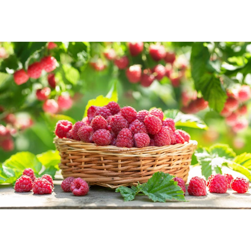 83Pcs Outdoor Seeds Raspberry Seeds Well Formed Plants Easy To Grow For Attractive Outlines