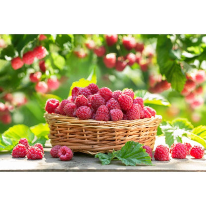 83Pcs Outdoor Seeds Raspberry Seeds Well Formed Plants Easy To Grow For Attractive Outlines