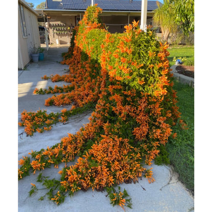 Orange 100pcs Great For Quick Vegetation Establishment Trumpet Vine Seeds Easy To Grow Ideal For New Home Landscape Projects