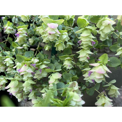 1000Pcs Oregano Seeds pair beautifully with taller companion plants to enrich multi layered garden structure