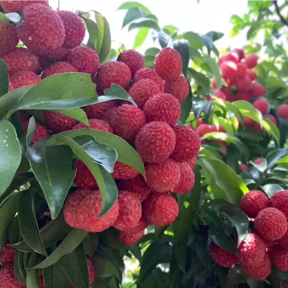 10Pcs Suitable for novice planting Lychee Seeds blend harmoniously with courtyard landscape layouts and subtropical ornamental tree groupings