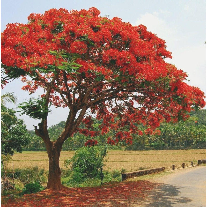 20Pcs Perfect For Large Yards And Urban Gardening Spaces Royal Poinciana Seeds Ornamental Size