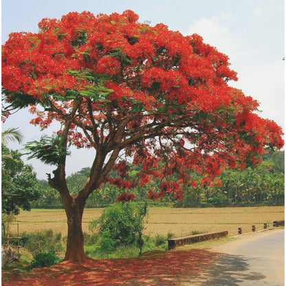 20Pcs Perfect For Large Yards And Urban Gardening Spaces Royal Poinciana Seeds Ornamental Size