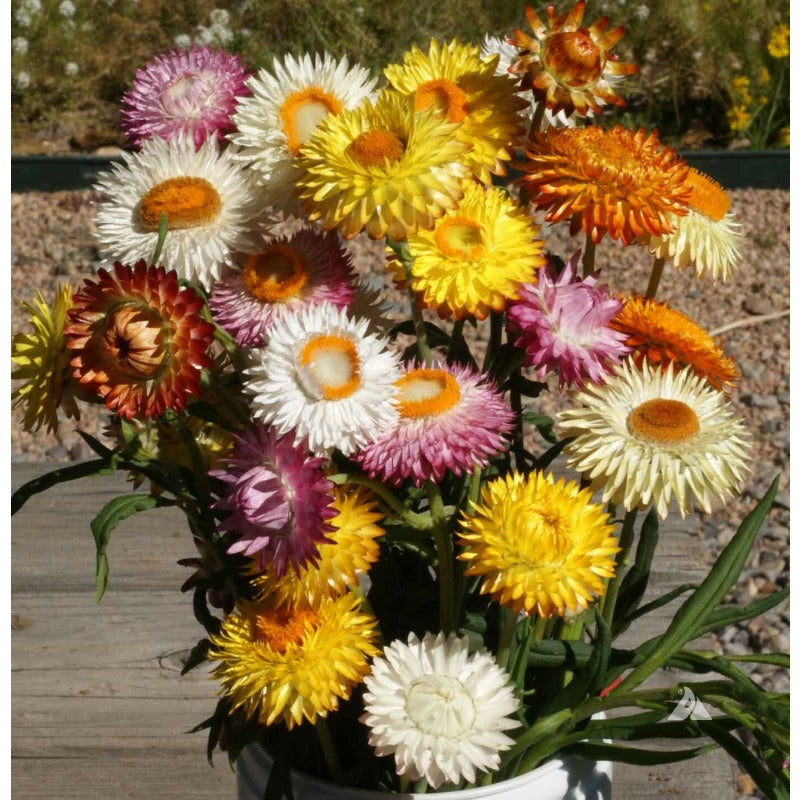 STRAWFLOWER TALL Mixed Dried Flowers Cut Flowers 36" Tall Non-GMO 500 Seeds!